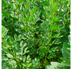 Winterbohne - GL Alice