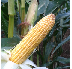 Saatmais - MILKMAX (S230) MAS SEEDS