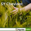 SY Chevioot - Hybride Wintergerste