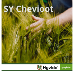 SY Chevioot - Hybride Wintergerste