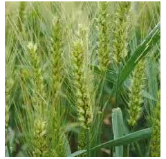 Trigo blando de invierno - RGT Romero - Aristado