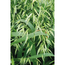 Sommernackthafer - Lennon