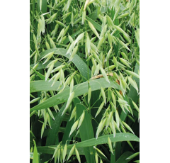 Sommernackthafer - Lennon - BIO