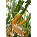 Winterfutterraps - Akela Bio