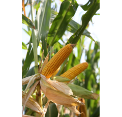 Winterfutterraps - Akela Bio