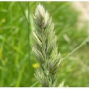 Dactyle intermédiaire - Treposno