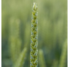 Winterweizen - KWS Emerick