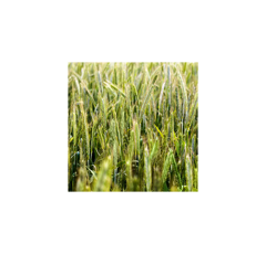 KWS Tayo - Hybrider Winterroggen