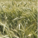 Triticale - Forricale - R1 y R2
