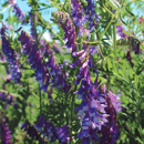 Veza villosa - Villota - R1 y R2