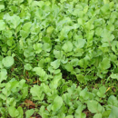 Radis fourrager anti-nématode tardif - Octopus - BIO