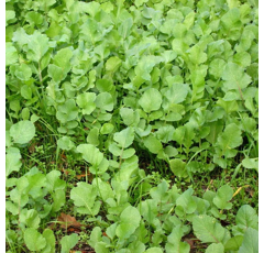 Radis fourrager anti-nématode tardif - Octopus - BIO