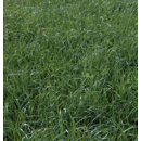 Festulolium - Wiesenschweidel - MERLIN