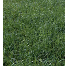 Festulolium - Merlin