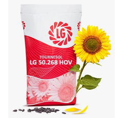 Tournesol oléique très précoce - LG 50.268