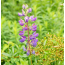 Luzerne - Lopaly MS Rhizo