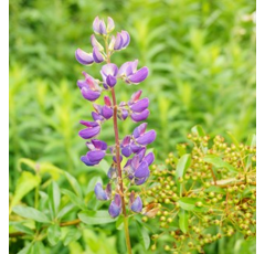 Luzerne - Lopaly MS Rhizo