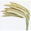 Centeno híbrido - Stannos