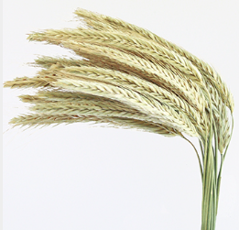 Centeno híbrido - Stannos