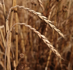Petit épeautre - LD Balle - BIO