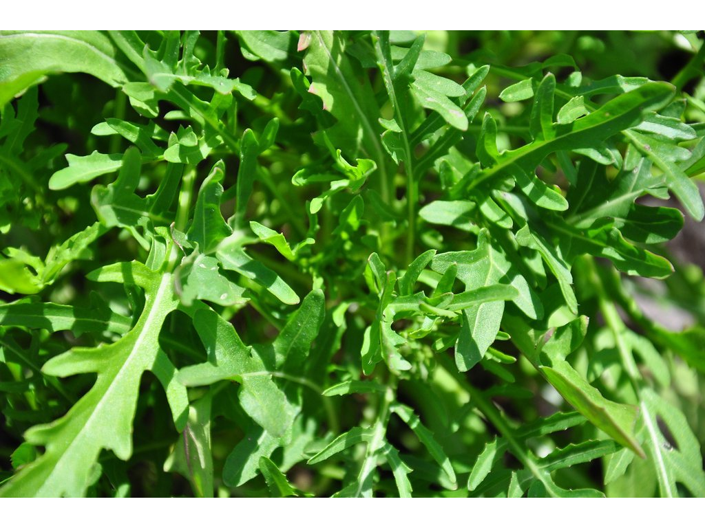 Roquette