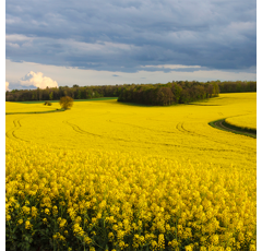 Colza fourrager - Mosa