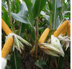 Saatmais - MAS 29.T (S260 K260) MAS SEEDS