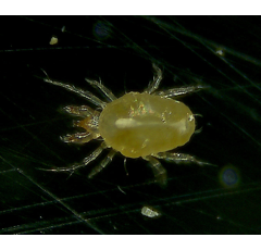 TAURRUS PRO - Lutte contre les poux rouges | Bestico