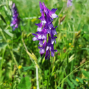 Sommerwicke - MARIANNA