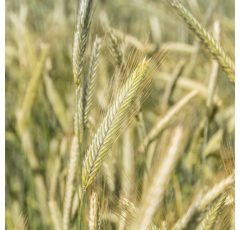 KWS Serafino BIO - Hybrider Winterroggen