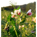 Pois fourrager de printemps - Livioletta
