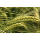 SU Vireni - Wintergerste