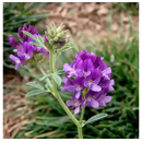 Luzerne geimpft - Duo Max