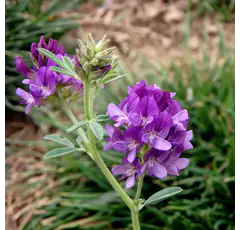 Luzerne type sud inoculée - Duo Max
