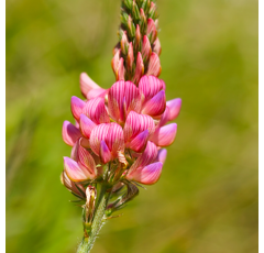 Sainfoin double en cosse - BIO