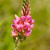 Sainfoin double en cosse - BIO