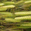 Cebada de invierno- HISPANIC