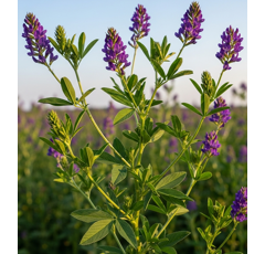 Luzerne type sud inoculée - Emily - BIO