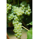 Tafeltraube - Romulus - Kernlos