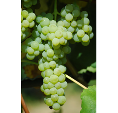 Tafeltraube - Romulus - Kernlos