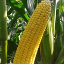 Saatmais - MAS 10.A (S210 K210) MAS SEEDS