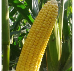 Saatmais - MAS 10.A (S210 K210) MAS SEEDS