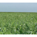 Wintererbse - Balltrap