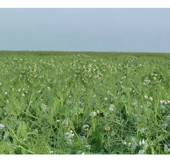 Wintererbse - Balltrap