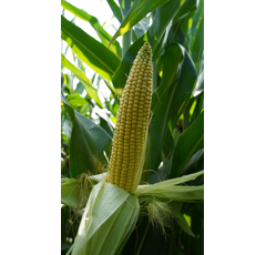 Saatmais - Janeen (S260 K250) DSV