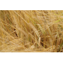 Wintergerste - Sandra - BIO