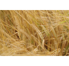 Wintergerste - Sandra - BIO