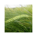 Esprit - Wintergerste