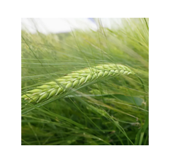 Esprit - Wintergerste