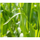 Durano Max | Bayer CropScience